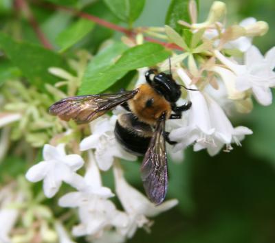 Bee 01