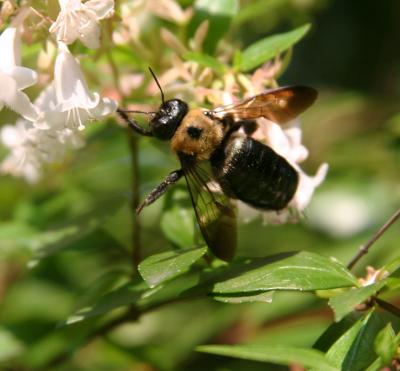 Bee 02