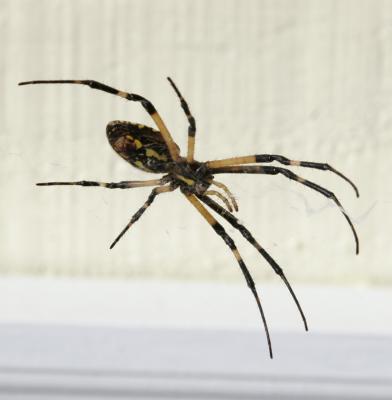Garden Spider 2