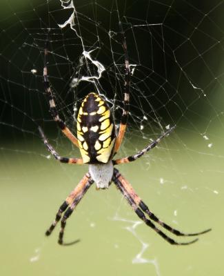 Garden Spider