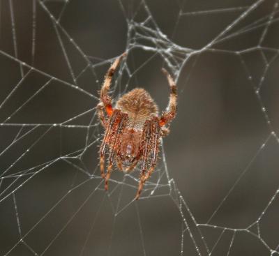 New Spider 02