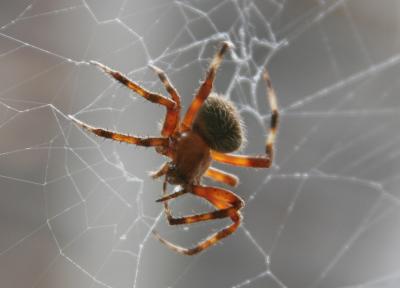 New Spider 01