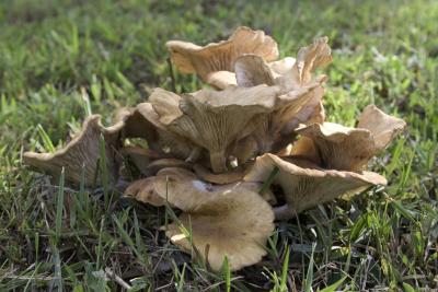 Mushroom 03.jpg