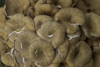 Mushroom Cluster