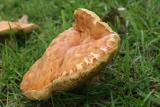 Mushrooms 10.jpg