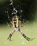 Garden Spider