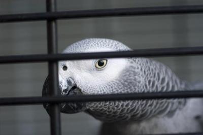 Eagle Eyed Parrot
