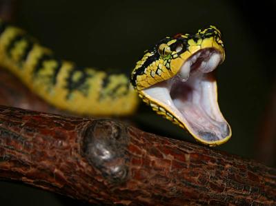 Malaysian Wildlife