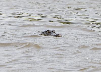 Gator