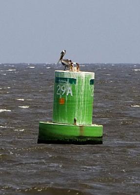 Pelican 2