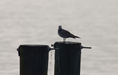 Seagull 2
