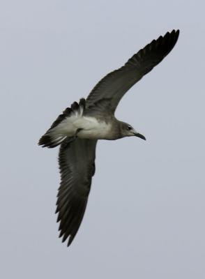 Seagull 3