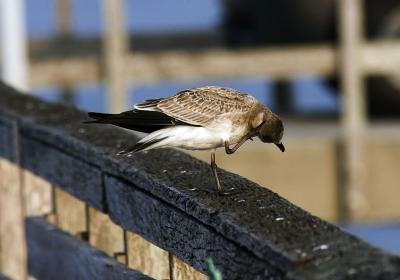 The Itch