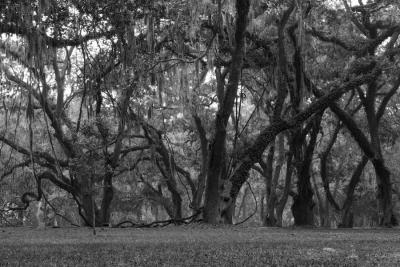 St. Simons Park 1