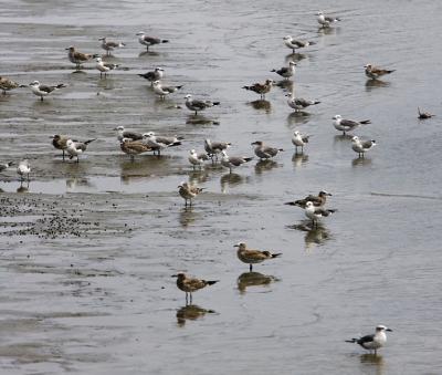 Flock