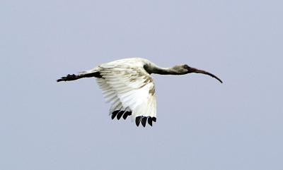 In Flight