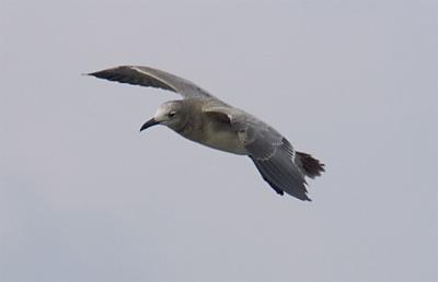 Seagull 4