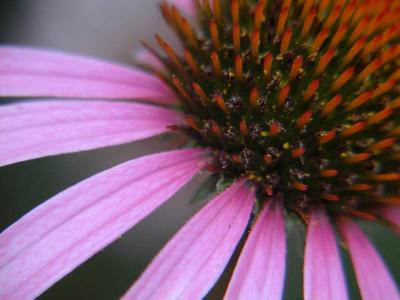 Purple Cone Flower