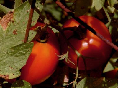 Maters!