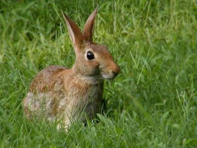 What's Up Doc?