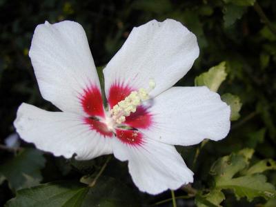 Hibiscus 2