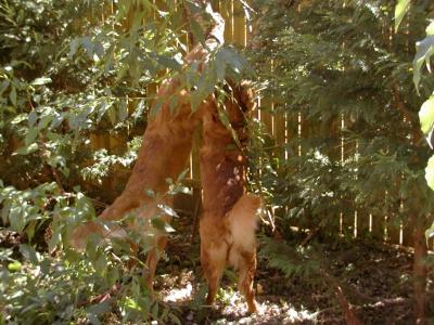 Tree Climbing