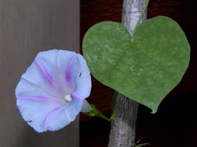 Heart and Flower (& ants)