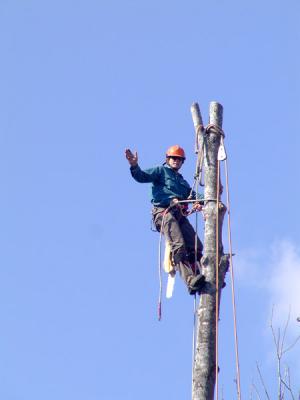 Hi...Bye to neighbors Tree