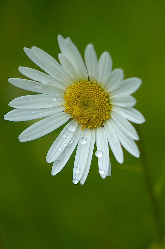 246 Daisy Daisy.