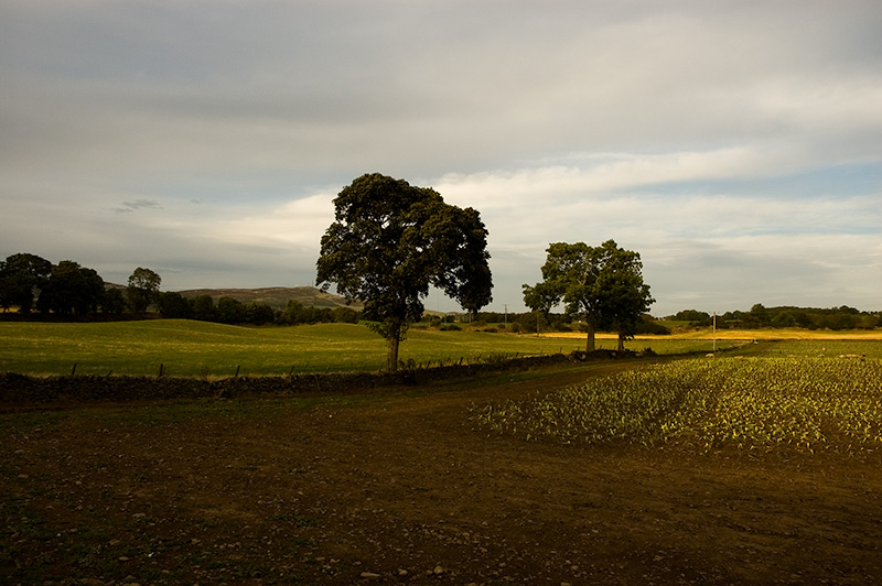 345 Trees and Fields.