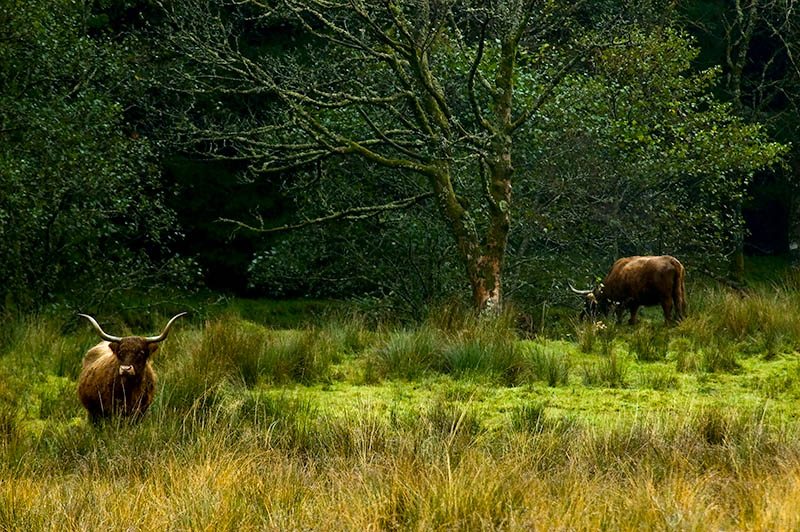Coos