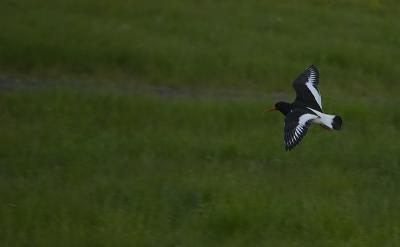 239 Oystercatcher.