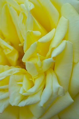 249 Another Garden Rose.