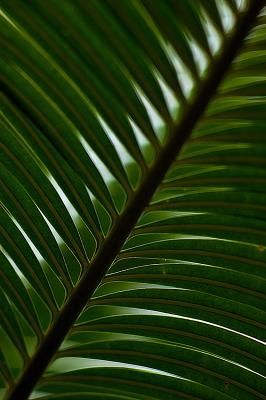 250 Leaf.