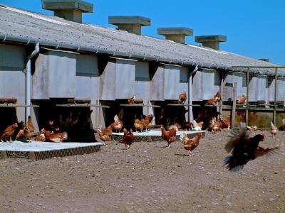 42 Movies: Chicken Run.