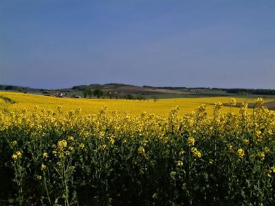 Over Yellow Fields