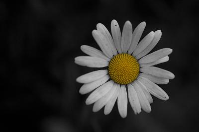 295 Dirty Daisy.