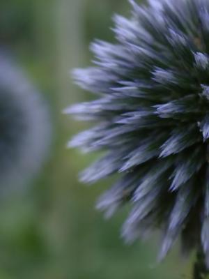 297 Blue and Green.