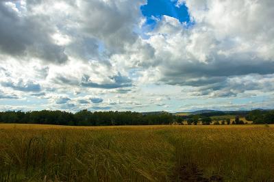 v3/04/360704/3/47719515.Wheat.jpg