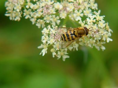 43 Nature Shots: Hover Fly and Wildflower