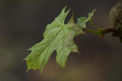 309 Green Leaf.