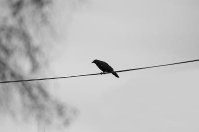 312 Bird On A Wire.