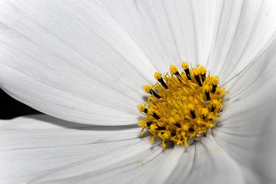 313 Daisy Like.