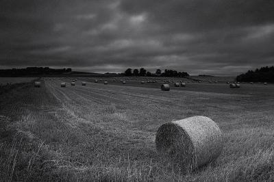 318 I See Bales.