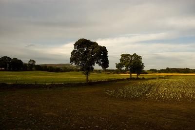 345 Trees and Fields.