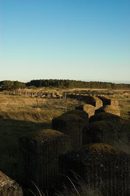 Tentsmuir Forrest