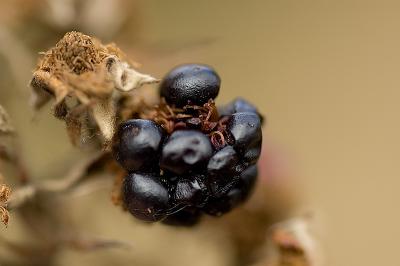 351 Bramble.