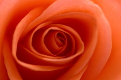 v3/04/360704/3/50088760.Rose2.jpg