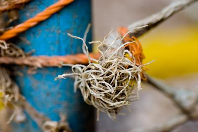 Crail Detail.