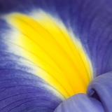 230 Iris.